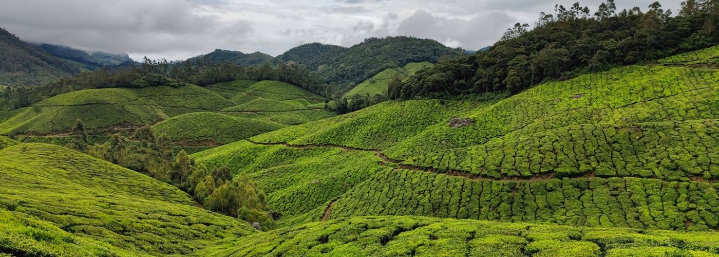 Tea plantations, Munnar